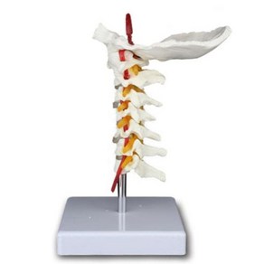 후두골 경추 사람 목뼈 인체모형 과학체험교실 수업용 신체모형 건강교육 물리치료실
