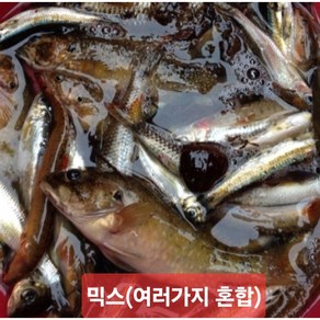 잡고기 섞인거 500g 꺽지 눈치 모래무지 돌고기 구구리등 민물고기