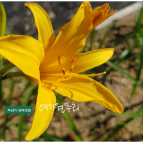 애기원추리 토종 [4포트 복남이네야생화 모종 백합 나리 데이릴리 daylily], 4개