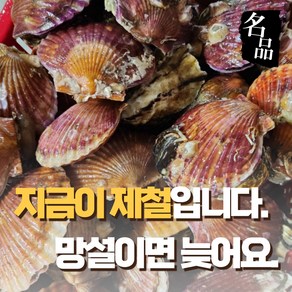 홍가리비 경남 산지직송, 1박스, 5kg