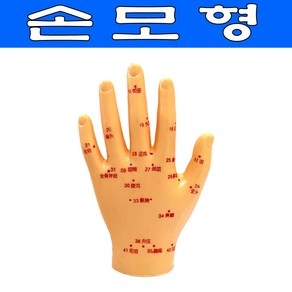 wy 손 경혈모형13cm 손모형 손혈자리모형 수지모형, 1개