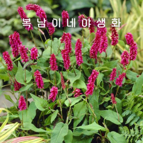 여뀌 인버리스 [1개 복남이네야생화 모종 지피 범꼬리 페르시카리아 pesicaia], 1개