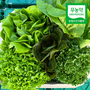 [무농약 수경 재배] 국내산 유러피안 유럽 샐러드 상추채소 500g 1kg 친환경 모듬채소 쌈채소 로메인 버터헤드 카이피라 산지직송