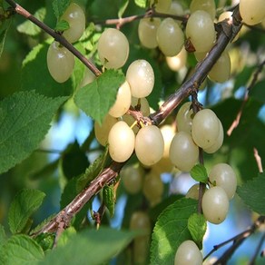 백앵두나무 3년생 결실주 분묘 화이트앵두묘목, 1개, 백앵두나무 3년생 분묘