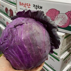 아삭해서 더 맛있는 제주 적채 국산 적양배추, 1개, 2kg