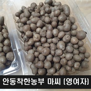 안동참마 씨앗 영여자 2키로 (정직을 배달합니다)