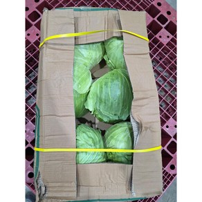 수입 햇양배추 15kg