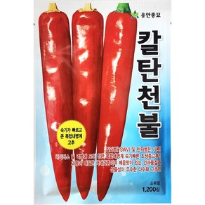 칼탄천불고추 1200립 유안종묘 24년 고추 씨앗 고추종자, 1개