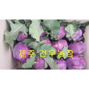 제주 건우농장 콜라비10kg 생산자 직접 판매, 1개