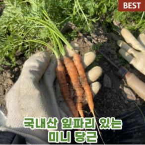 국산 국내산 잎파리 있는 미니 당근 250g 1kg 촬영용 베이비 손가락 꼬마 작은 아기 캐롯 캐롯 데코 데코레이션 고급 야채 채소