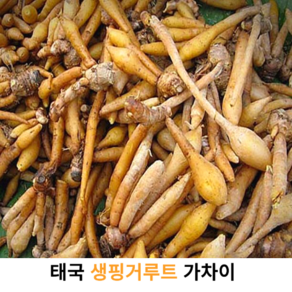 신선한 생핑거루트 500g 1kg 10kg 태국산 생핑거루트 태국 야채 가차이 까차이 아시아채소 동남아식재료 항공직수, 1개