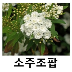 조팝나무 묘목 소주조팝 겹공조팝 4치포트묘, 1개