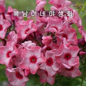 프록스 소품 우랄 [3포트 복남이네야생화 모종 페어리테일오브우랄 플록스 phlox]