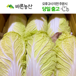 < 바른농산 > 국내산 알배기 배추 알배추 쌈배추, 6개, 500g