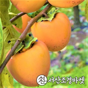 감나무 대봉시 R4cm결실주 묘목 나무 서산조경마켓, 1개