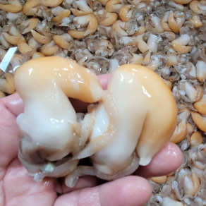 [백화점 납품] 산지직송 노랑새조개, 1개, 노랑새조개(급냉) 200g