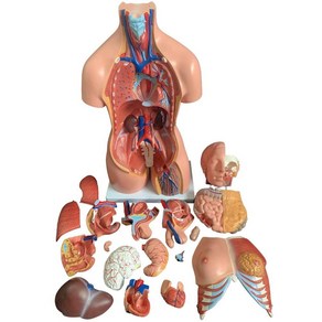 인체해부학 인형 장기 교육용 인체 모형 전신 몸통 모델 구조, A. 의학28cm_몸통모델, A. 의학 28cm 몸통모델