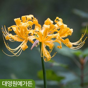 노랑상사화 구근 추식 알뿌리, 5개
