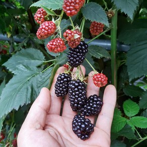 고창 24년 햇 슈퍼 복분자 블랙베리 급냉 생과 열매, 슈퍼복분자 특품 2.5kg 트레이