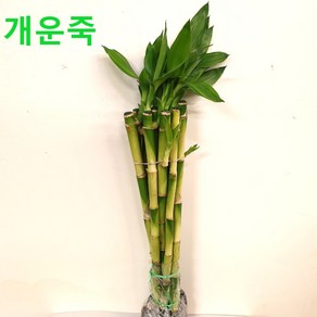 개운죽 30cm 1묶음 (10개포함) 1팩