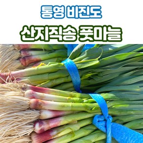 산지직송 남해 통영 풋마늘 잎마늘 1kg 1단, 1박스