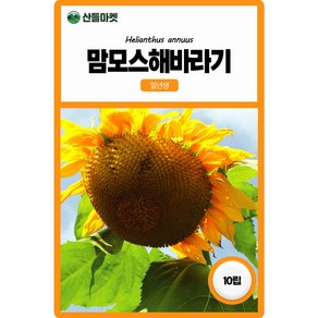 사이버가든 씨앗] 씨앗] 맘모스해바라기 10립/희귀씨앗, 1개