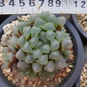 [수암다육] 자옵투사 랜덤발송 Hawothia cymbifomis va. 'Obtusa(puple)' 다육 다육이 다육식물 자옵튜사, 1개
