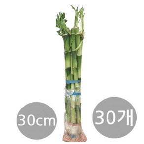 도도팜 1+1+1 개운죽 (30Cm-30p) 1개, 3개