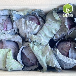 국내산 적양배추 적채 6통 8kg 1box, 6통(7.5~8kg), 1박스