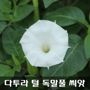 [해피플라워] 다투라 독말풀 씨앗 100립 / 봄 여름 파종 꽃씨, 1개