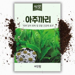 아주까리 씨앗 50립 -피마자