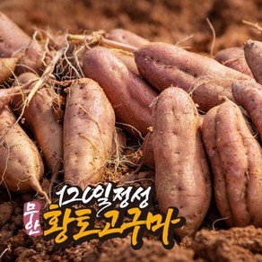 eTV [착한농부] 무안 황토 호박고구마 3.5kg, 1개