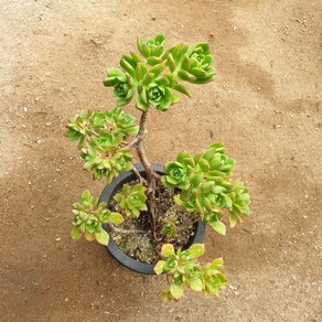 [수암다육] 퍼푸 랜덤발송 Aeonium Pupu 다육 다육이 다육식물 국민다육 다육이키우기 선인장 플랜테리어 미니선인장, 1개