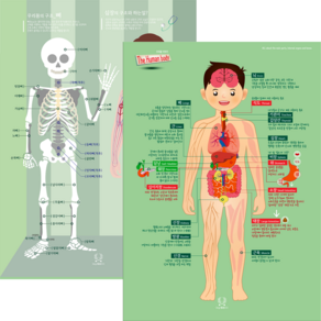 [디자인완두] 인체 2종 1. 우리몸이야기 2. 뼈와심장이 하는일
