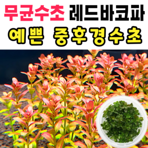 [수초스토어] 무균 드워프레드바코파 수초 컵 조직배양 / 구피 새우 어항 검역 쉬운 키우기 예쁜 은신처 전경 중경 후경 초보 자연 풍성한 펄그라스 붉은 무이탄 치어 베타 열대어, 1개