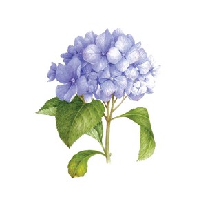 태틀리 Blue Hydrangea 향기 타투스티커