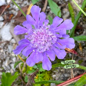 토종 솔체꽃 [3포트 복남이네야생화 모종 토종식물 솔채 스카비오사 scabiosa], 3개