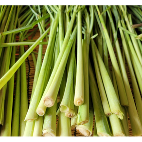 [빠른배송] 생 레몬그라스 1KG FRESH LEMONGRASS 3대 향신료 동남아 식자재 레몬그라스차 똠양꿍 다까이 샤, 1박스