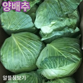 속이 꽉 찬 싱싱한 양배추 15kg 박스 품질 좋은 수입 야채 채소 원산지 중국 식자재 가정 업소 식당 알뜰 장보기