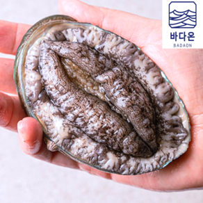 [초특가할인] 완도 활전복 1kg [산소팩 무료배송], 1개, (6호) 11-12미1kg