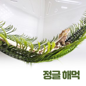 정글해먹, 1개