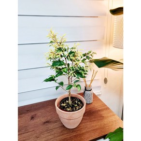 Ficus Benjamin vaiegata 무늬 벤자민 사파리벤자민 서비내 공기정화식물, 1개, .