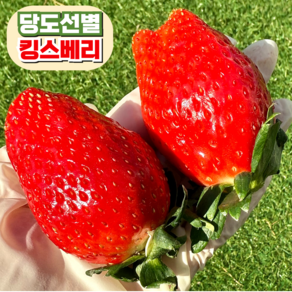 [프리미엄] 킹스베리 딸기 논산 농장직송, 1개, 왕특 2팩(800g) 16-18과