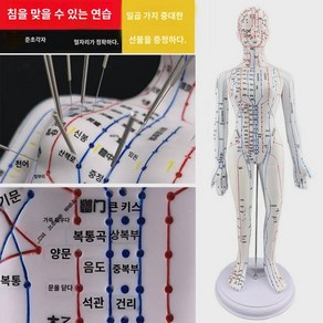 모형 근골격 혈자리 한의학 인형 교구 인체, 백녀각자(팔탈부착) 52CM 울트라 클리어 침(소프트)