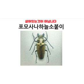 곤충표본 곤충 영양하늘소 포모사나하늘소붙이 표본