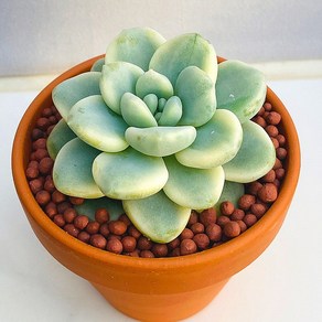 산아래 다육이 라울금 화분 식물 꽃 생명력 카페꾸미기 장식 공기정화 전자파차단 희귀식물, 1개