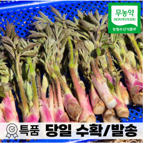 [옥향농장] 당일수확 땅두릅 남해안 산지직송 독활 노지, 1박스, 1kg