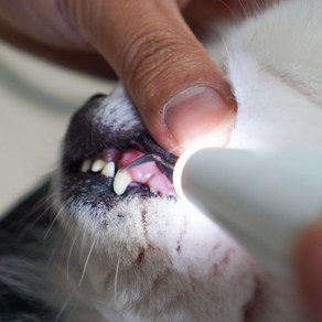 콩냥콩냥 강아지 고양이 치석제거기 셀프 스케일링