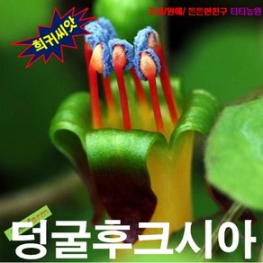 (희귀씨앗) 생일케이크꽃 (덩굴후크시아) 5립, 1개