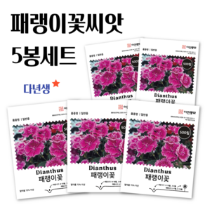 패랭이씨앗 500립 5봉세트 패랭이꽃 종자 씨 꽃씨 몰 다년생 야생화